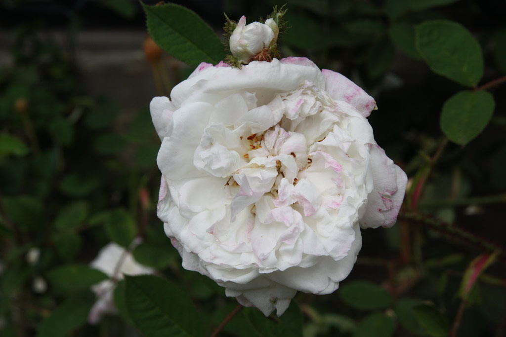 růže Blanche Moreau