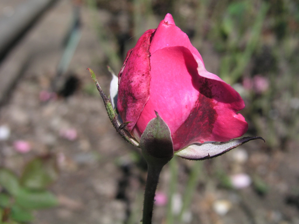 růže Bleauer Engel