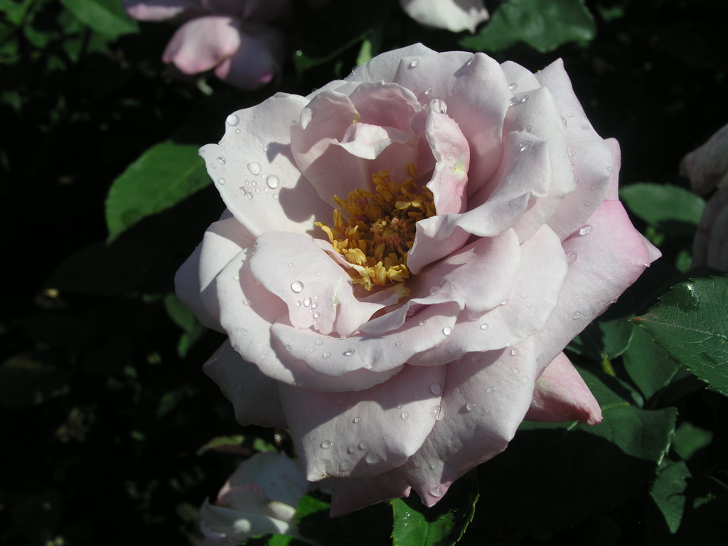 růže Bleauer Engel