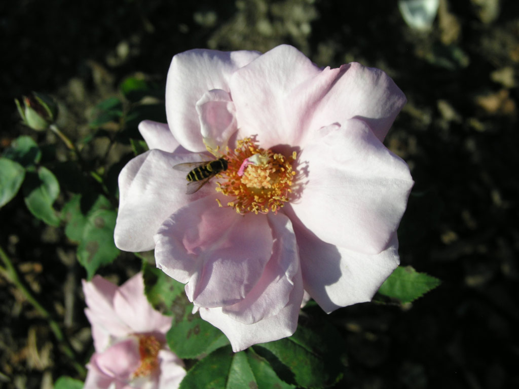 růže Bleauer Engel