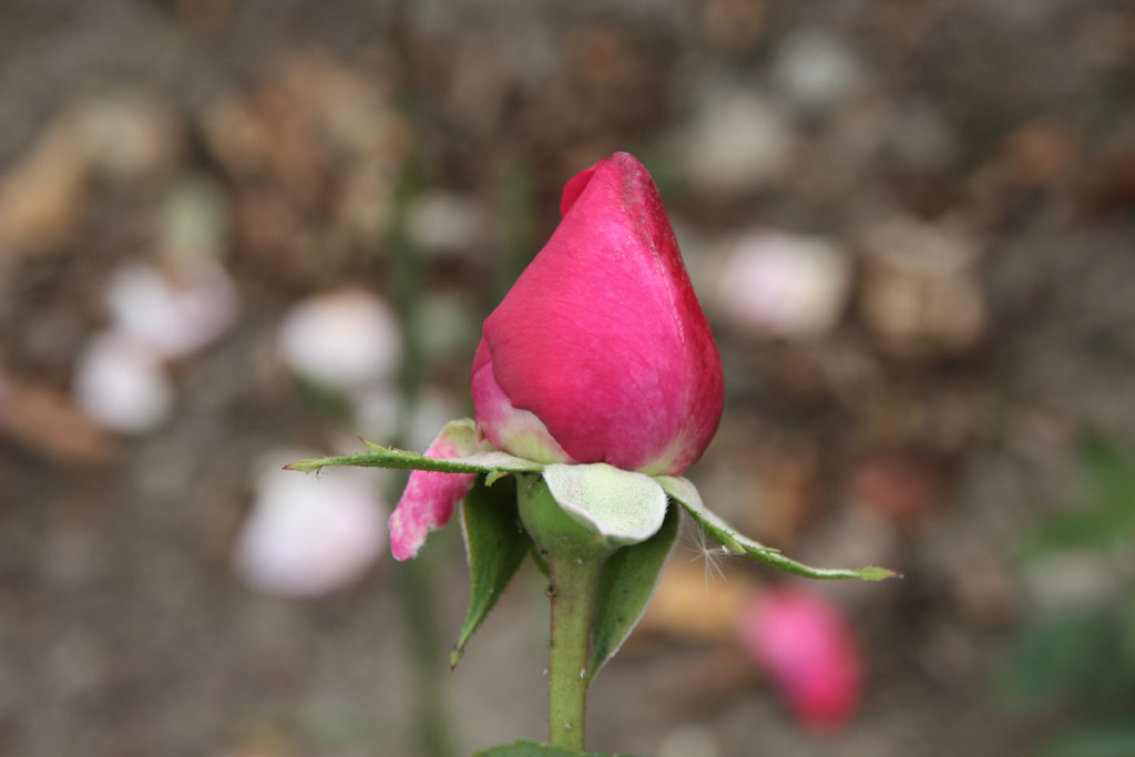 růže Bleauer Engel