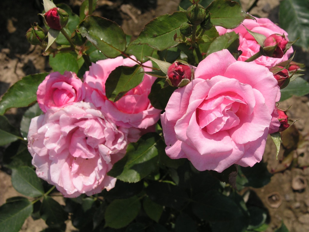 růže Blumenschidts Sonntagskind