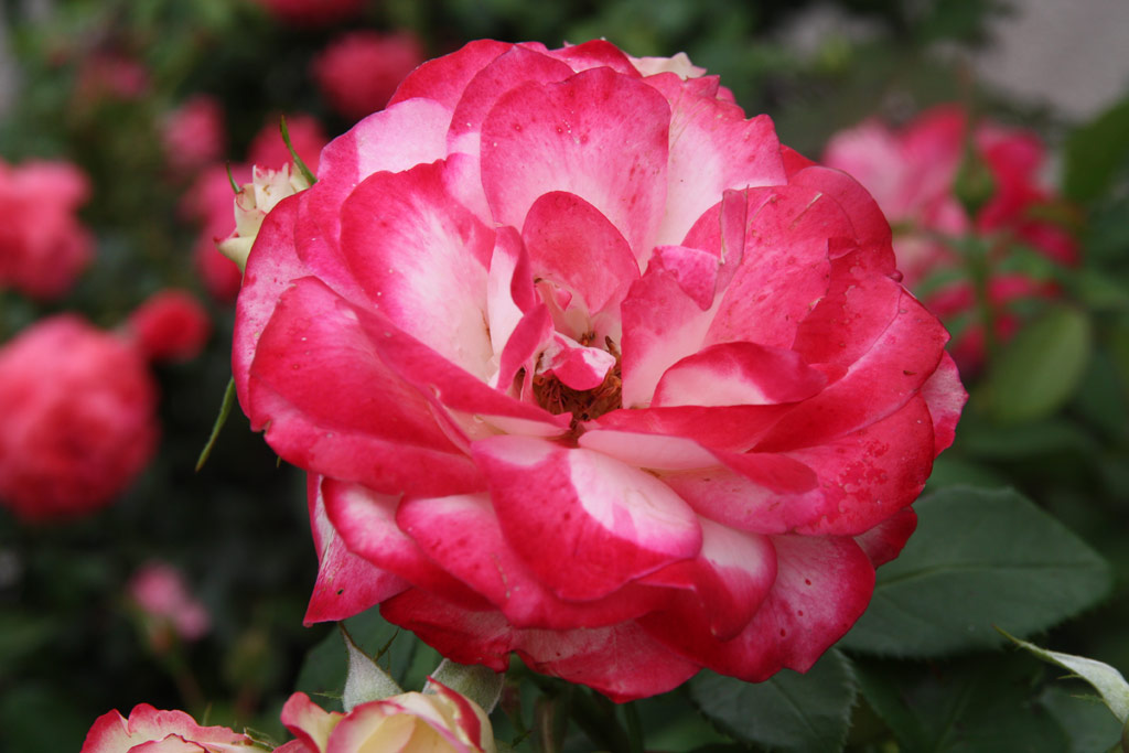 růže Blumenstadt Tulln