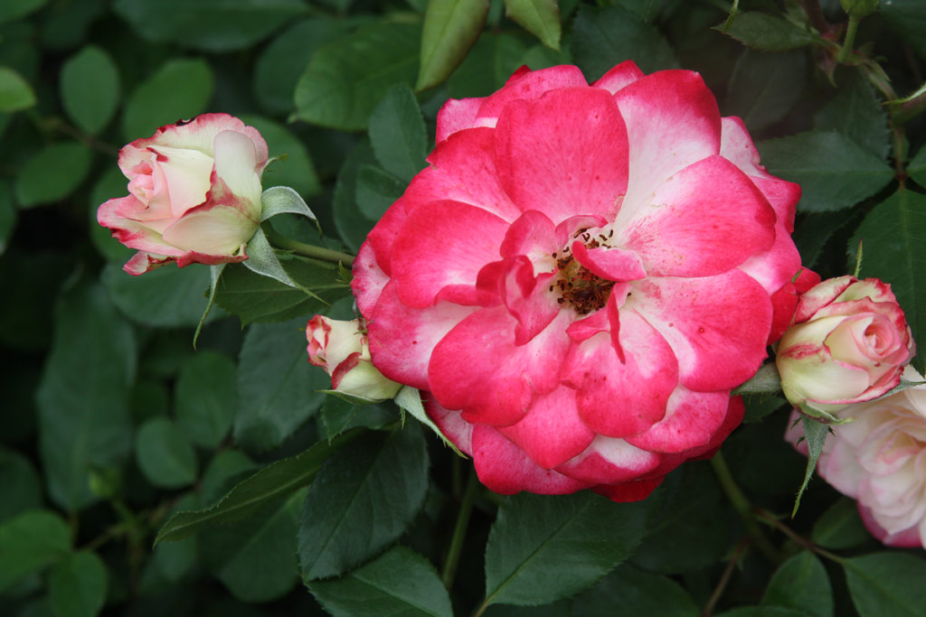 růže Blumenstadt Tulln