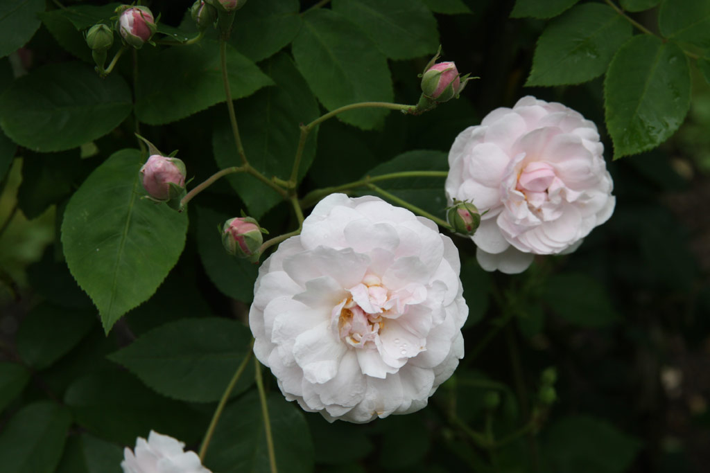 růže Blush Noisette