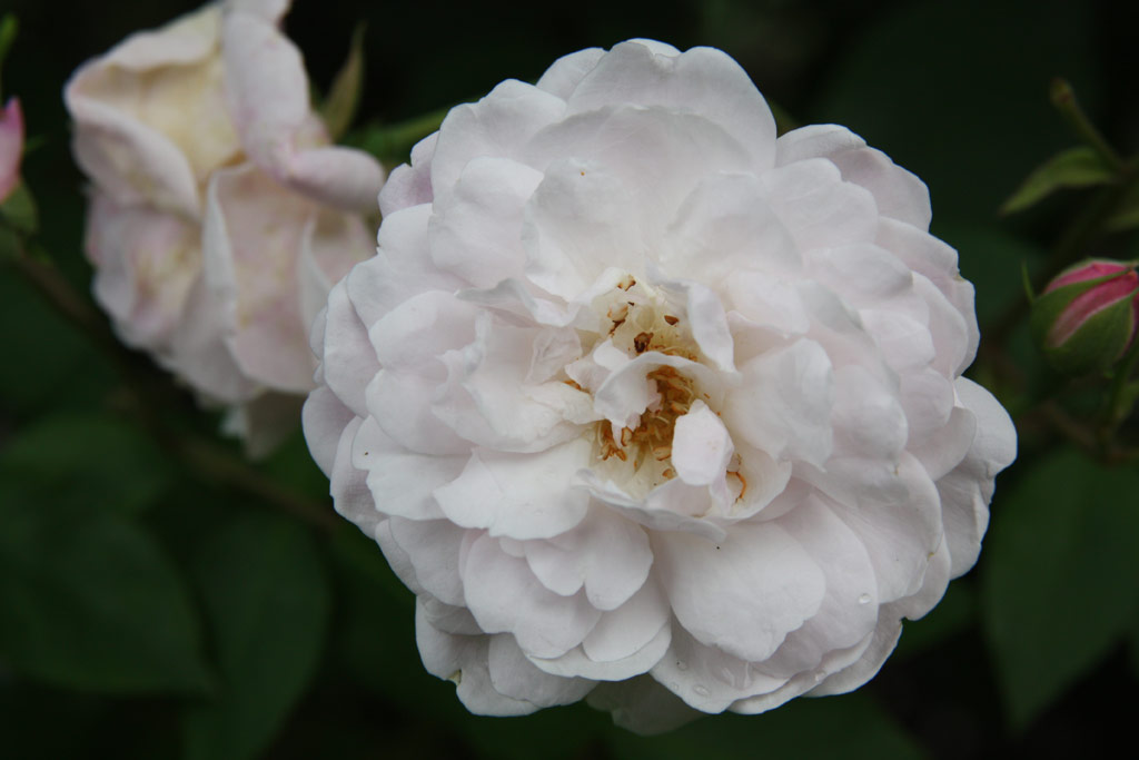 růže Blush Noisette