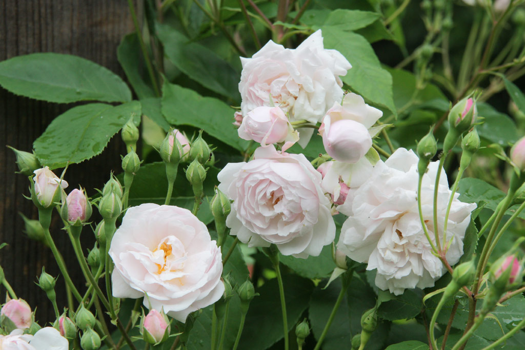 růže Blush Noisette