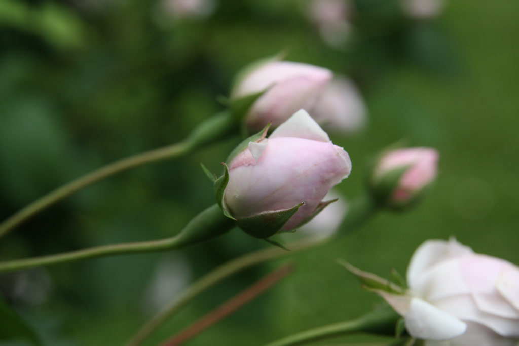 růže Blush Noisette