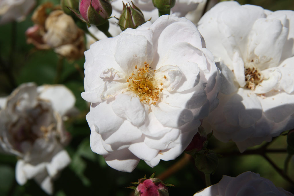 růže Blush Noisette