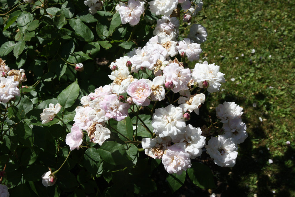 růže Blush Noisette