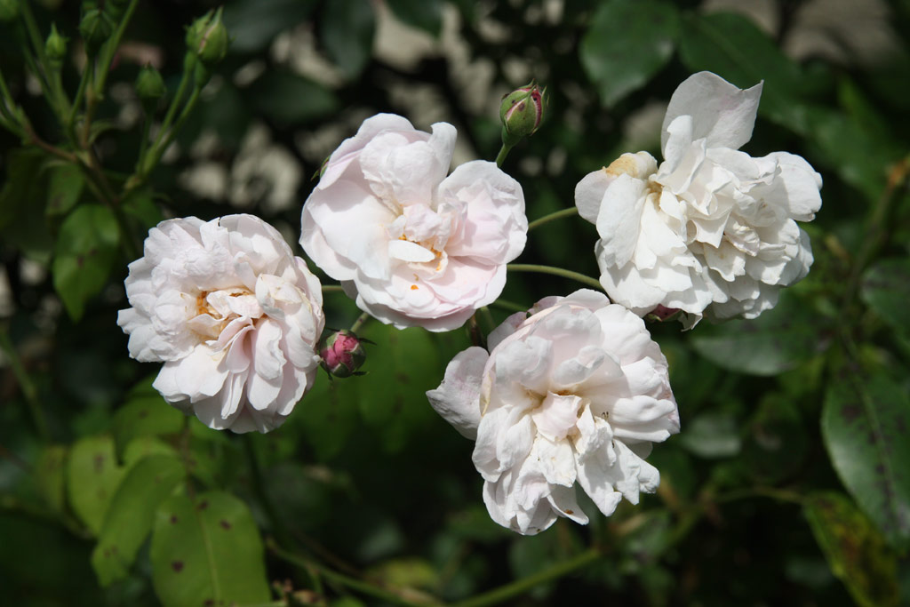 růže Blush Noisette