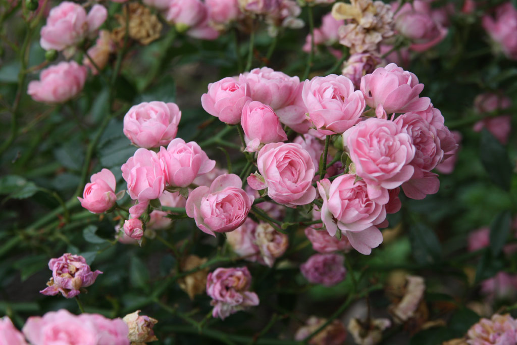 růže B�hmova Popelka (Rajhrad)