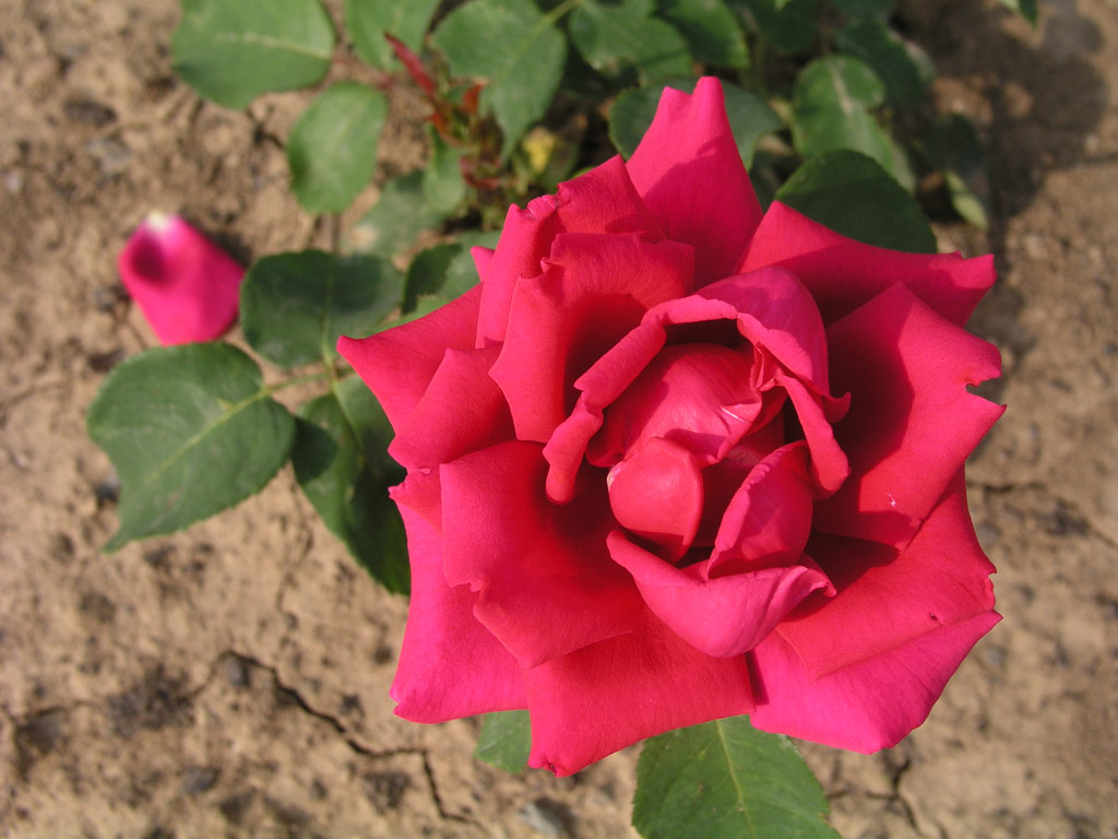 růže Bhm?v Triumph