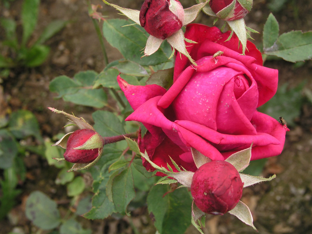 růže Bhm?v Triumph