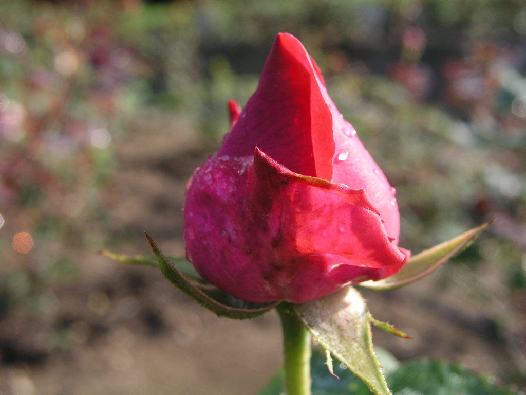 růže Bhm?v Triumph