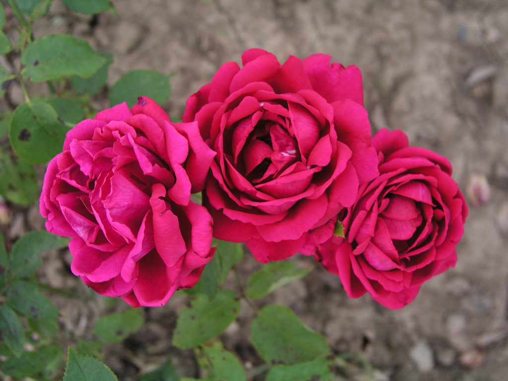 růže Bhm?v Triumph