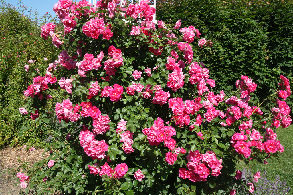 růže Bolero (Dendrologie)