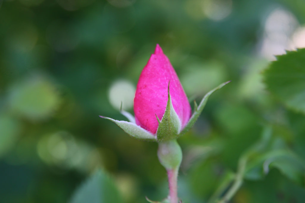 růže Bolero (Dendrologie)