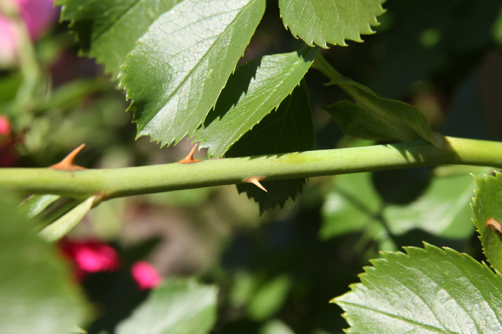 růže Bolero (Dendrologie)