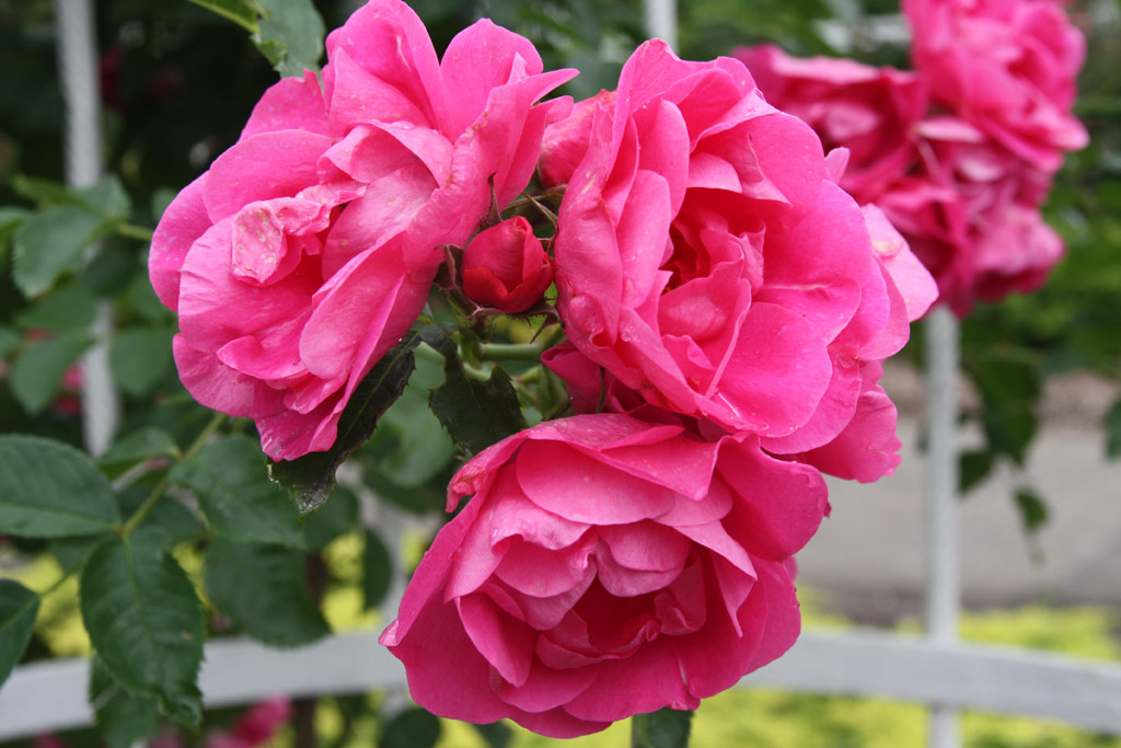 růže Bolero (Dendrologie)