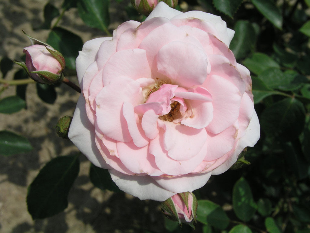 růže Bonica 82