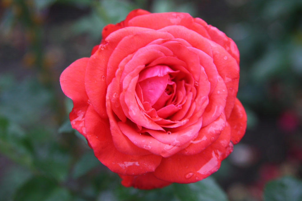 růže Borbla