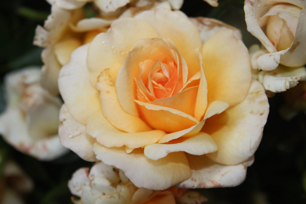 růže Bordre Champagne