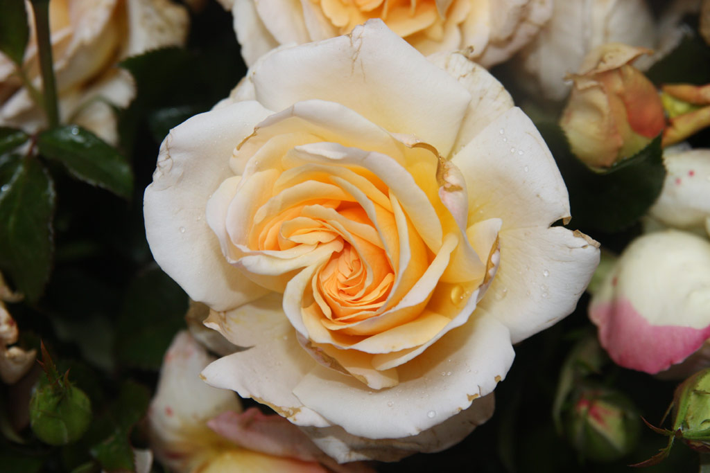 růže Bordre Champagne