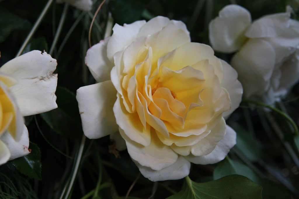 růže Bordre Champagne