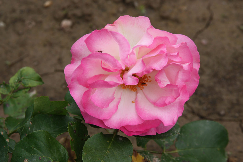 růže Bordre Rose