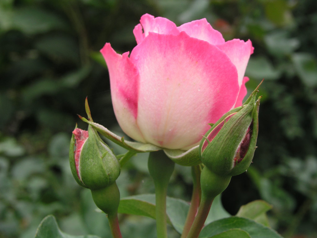 růže Bordre Rose