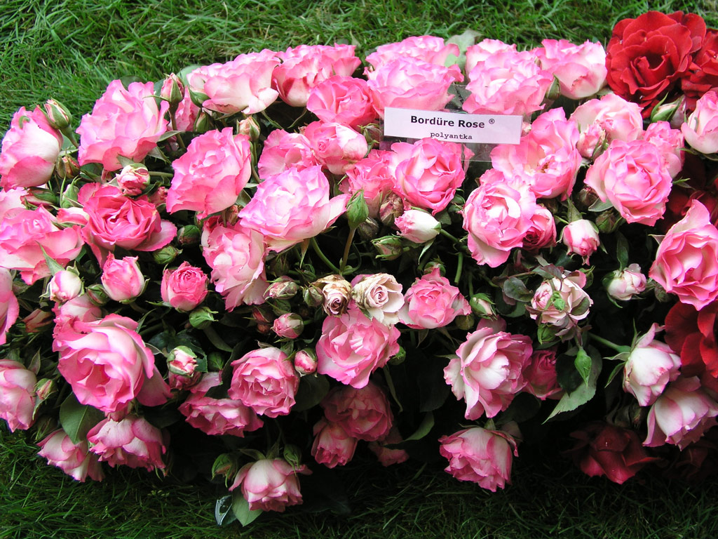 růže Bordre Rose