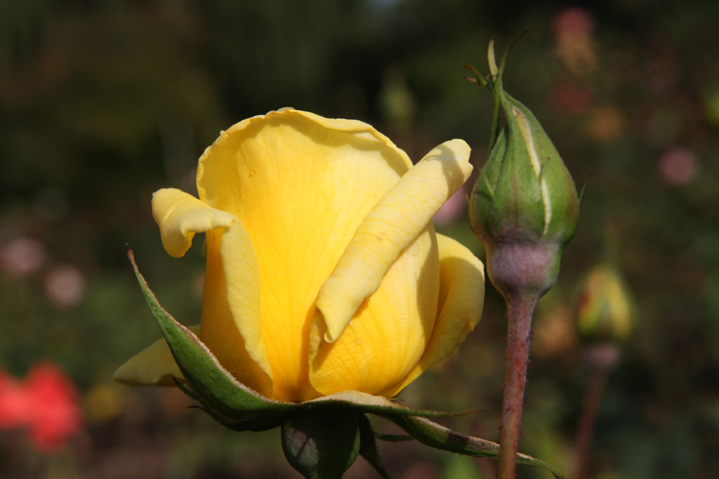 růže Botaniste Abrial
