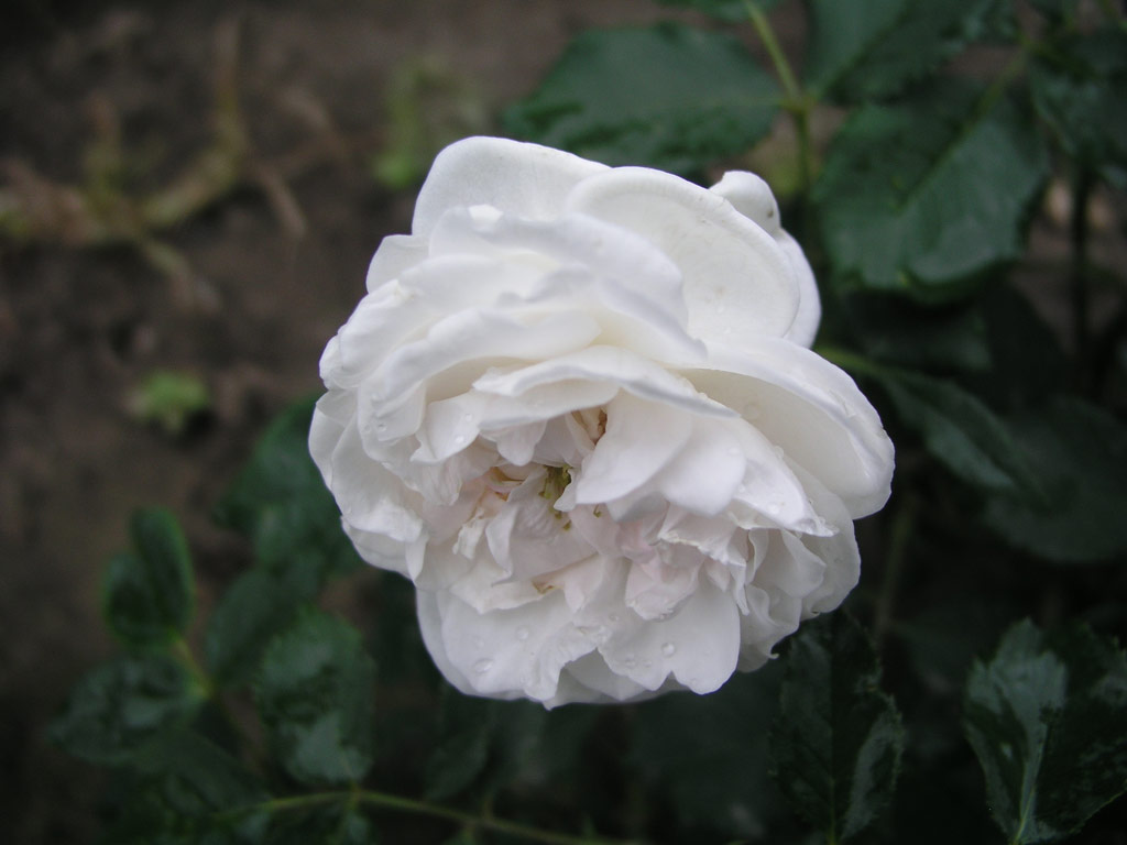 růže Boule de Niege