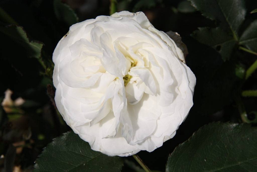 růže Boule de Niege
