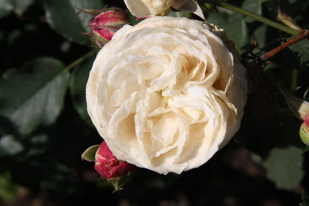 růže Boule de Niege