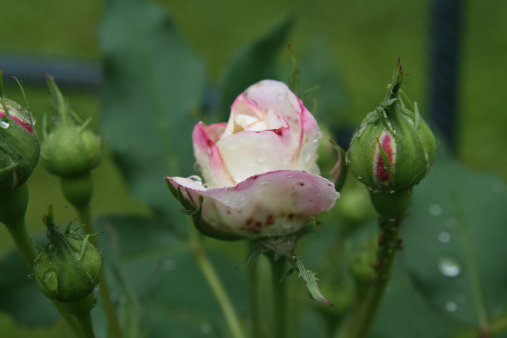 růže Boule de Niege