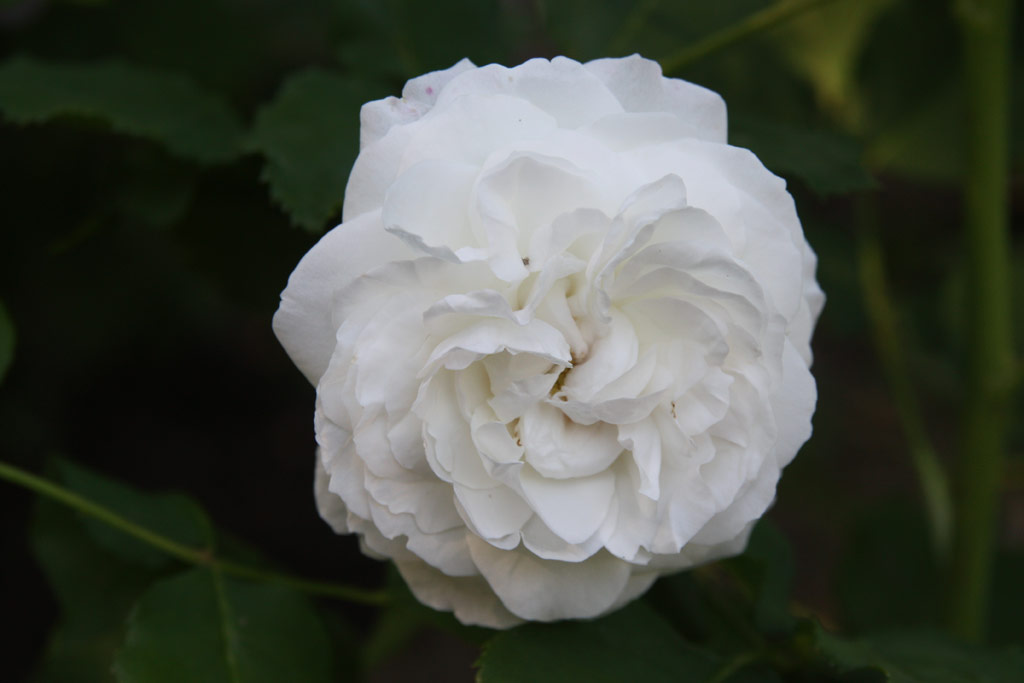 růže Boule de Niege