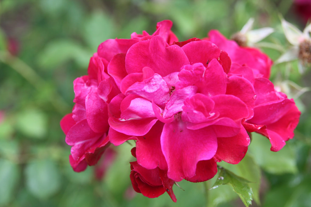 růže Bourbon Queen