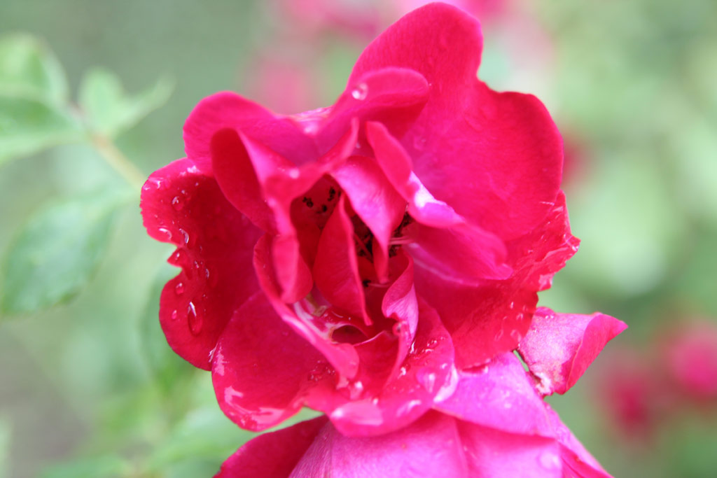 růže Bourbon Queen