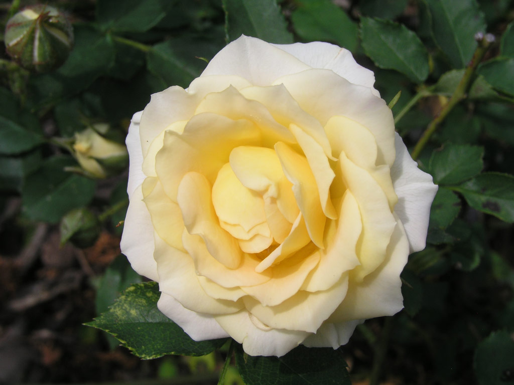 růže Bowie Yellow Patio