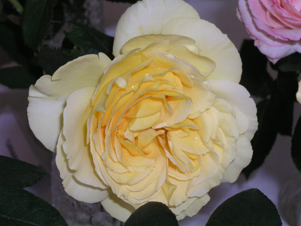 růže Breath of Life