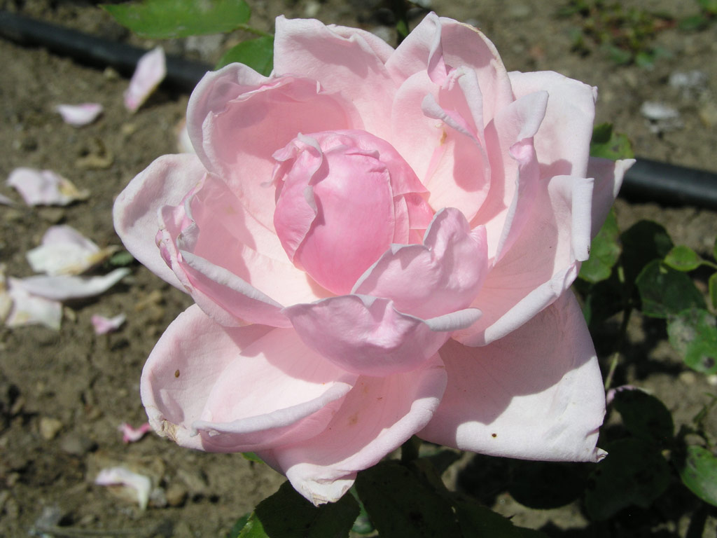 růže Briand-Paneuropa