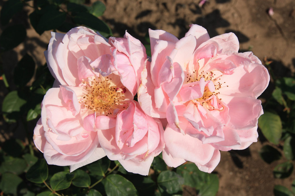 růže Briand-Paneuropa