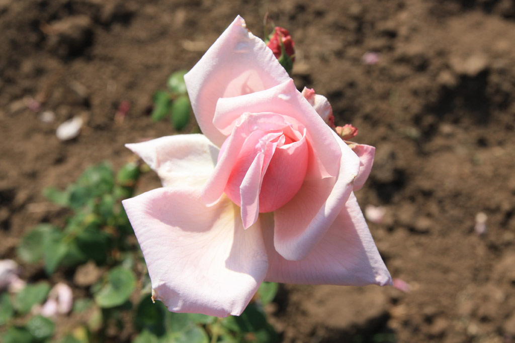 růže Briand-Paneuropa