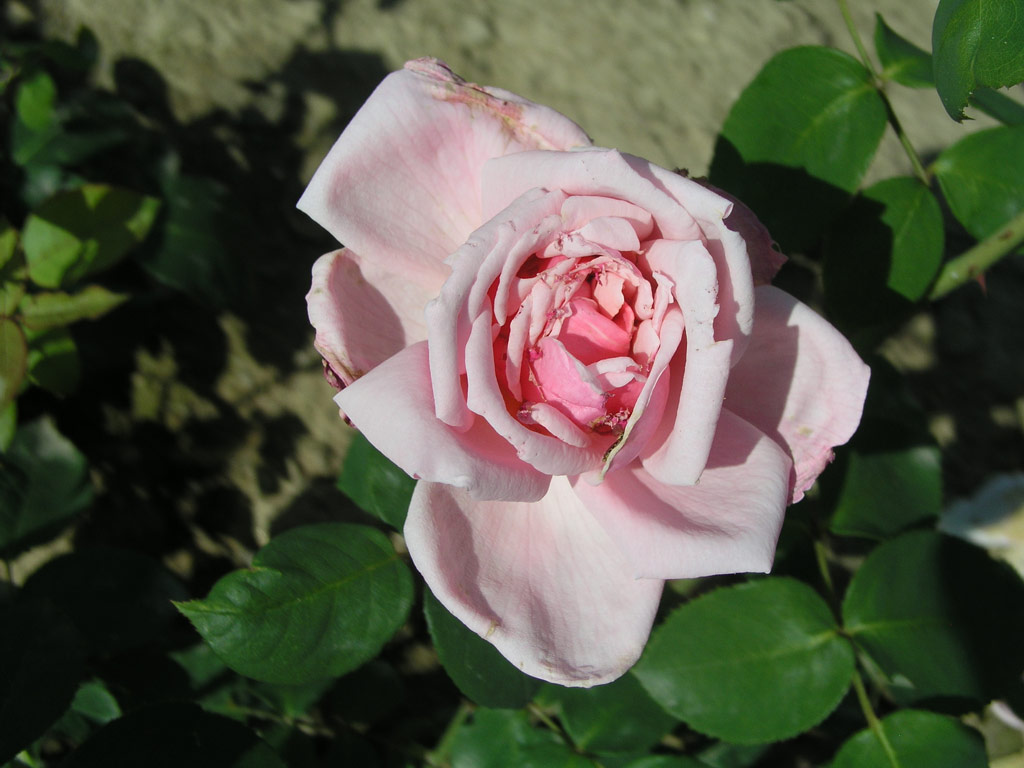 růže Briand-Paneuropa