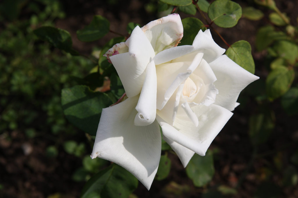 růže British Queen