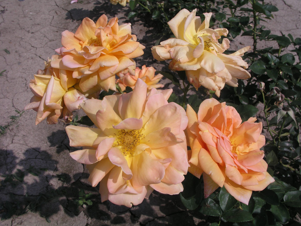 růže Bronze Masterpiece