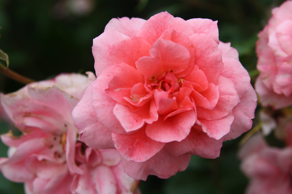 růže Brunszvik Terz Emlke