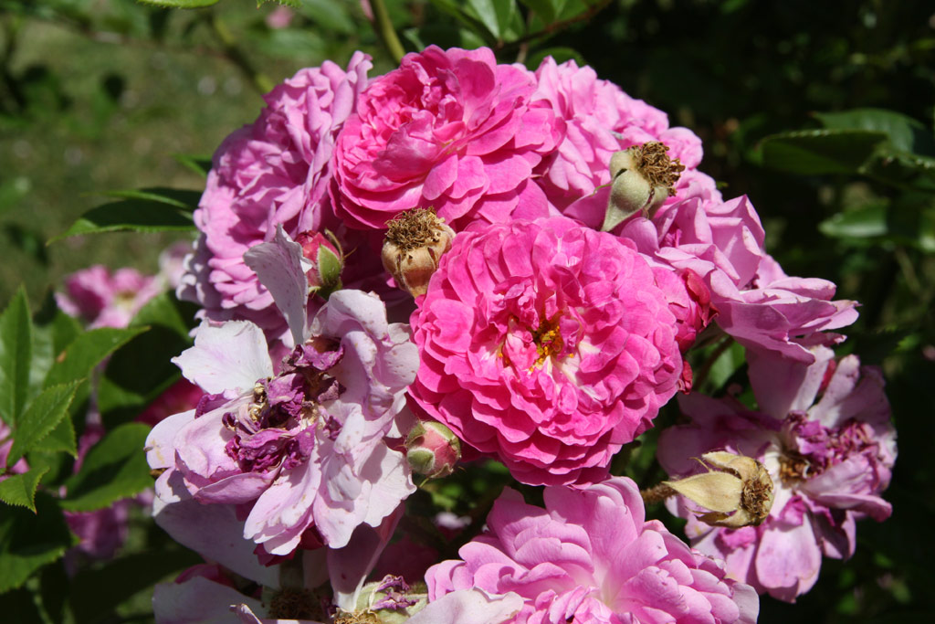 růže Buismans Triumph